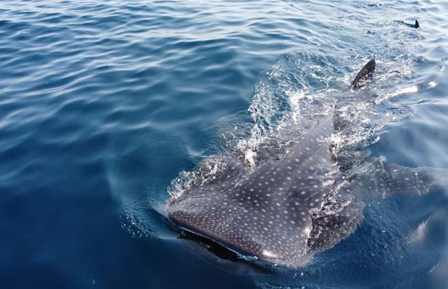 Daymaniyat Islands Snorkelling - Foto 4