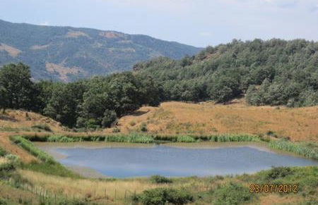 Ambra di mare - Foto 49