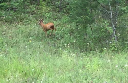 Gîte champenois les voisins - Foto 73