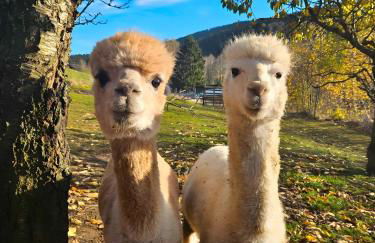 Auszeit zwischen Fellnasen - Foto 5