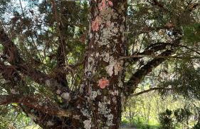 Paraiso da Represa Ibiuna - Foto 12