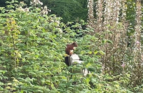 Red Squirrel Pod with Hot Tub - Foto 29
