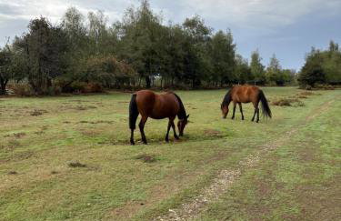 Swallows Retreat - Foto 22