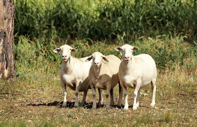 The Duck Inn Apartments - Foto 10