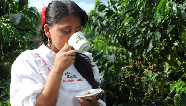 Dégustation du café de Recuca