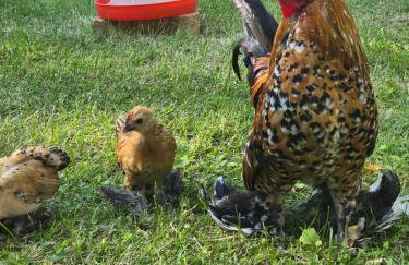 Agroturystyka Nad-Stawem 2 - Foto 23