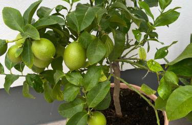 Apartman Ruža - Photo 53