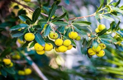 Holiday Home Gluscevic - Photo 42