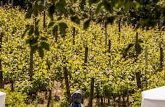 Le Querce Dei Medici 12 2 - Foto 32