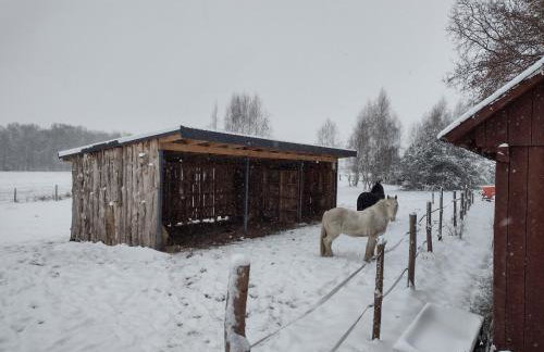 Kolorowe Wzgórze agroturystyka i konie - Foto 16