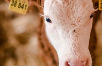 Bernwieserhof - Foto 38