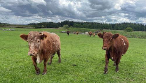 Distillers Cottage, Peaceful rural retreat in Lanarkshire, onsite craft distillery, hot tub, bbq hut, central for exploring Scotland - Foto 3