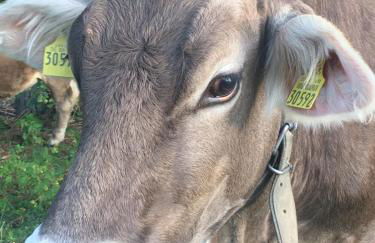 Ferienwohnung Steibis / Allgäu - Foto 32