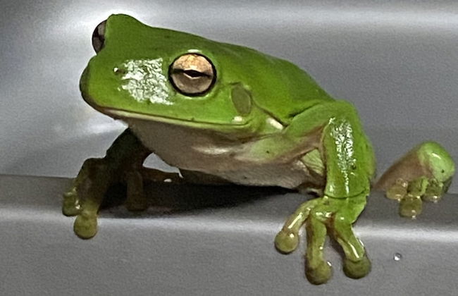 Nimbin Waterfall Retreat - Photo 44