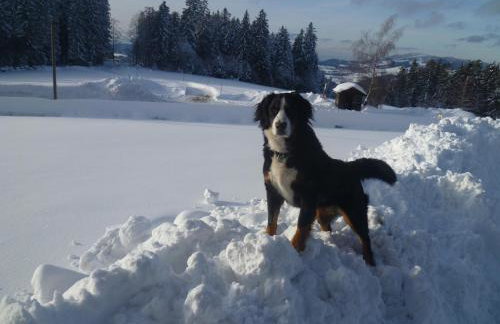 Michelehäusle - Foto 21