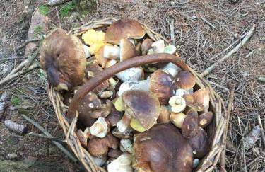 Gołąbek Stronie Śląskie - Foto 12