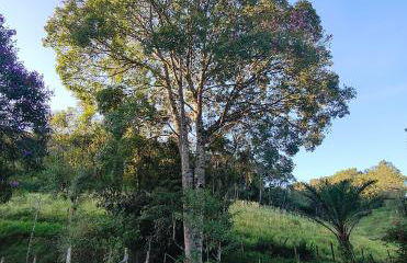 Paineiras Pousada Rural - Foto 35