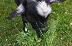 Smocze Ranczo 2 - Foto 70