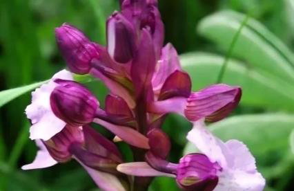 Olive&Sea Villa-OLIVE - Foto 51