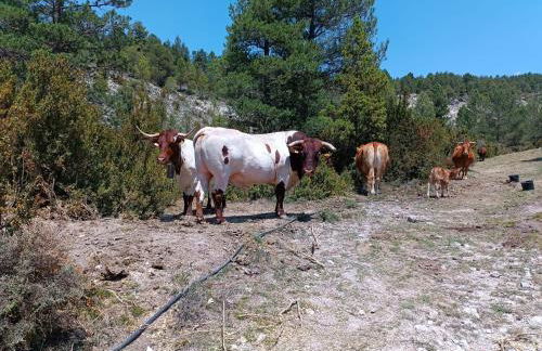 Apartamentos de Turismo Rural La Rocha - Foto 29