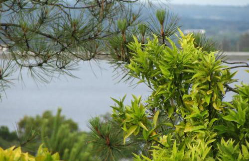 Monte da Tojeirinha - Foto 21