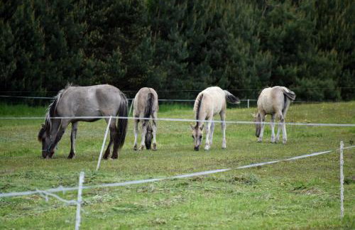 Agroturystyka w Dolinie Raty - Foto 8