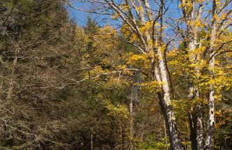 Hot Tub, Wood-burning Fireplace and 4 acres of Forest in Margaretville - Foto 8