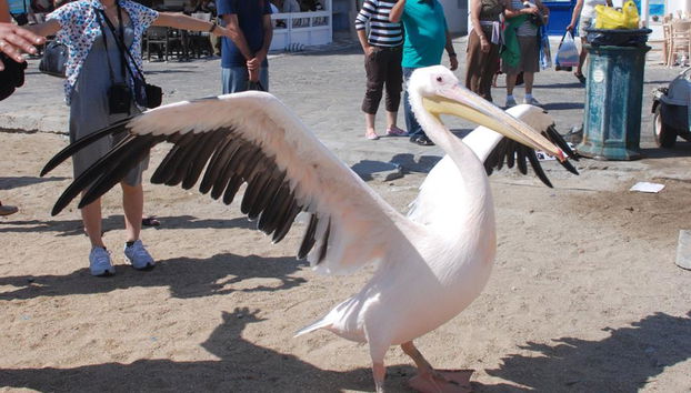 Descubre la ciudad y la isla de Mykonos - Tour privado - Foto 3