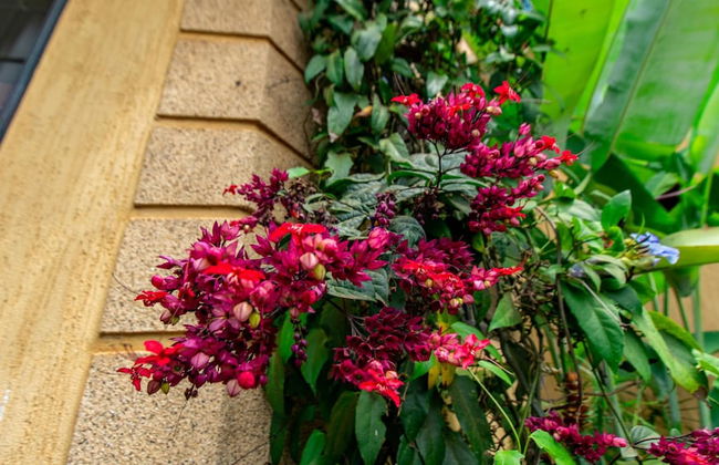 Villa Karibu Serviced Apartments - Foto 31