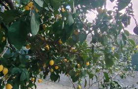 Camera a Catanzaro in villa relax ""oasi verde"" - Foto 38