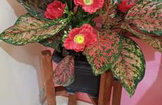 Residencia Moraes 1 - Foto 11