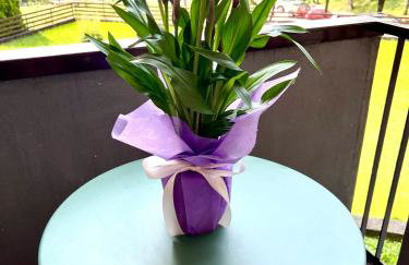 JungleHouse - Foto 3