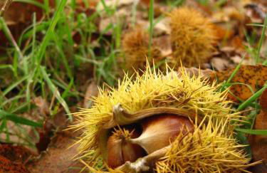 Casa Manuela - Foto 18