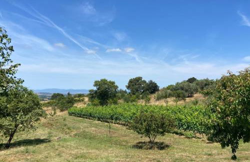 Tenuta Le Mandorlaie, Agriturismo in Scansano - Foto 24