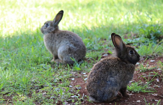 Holiday House Cuvi - Foto 36