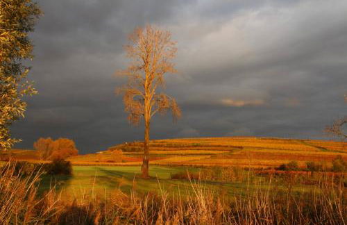 Ferienwohnung im schönen Zellertal - Foto 18