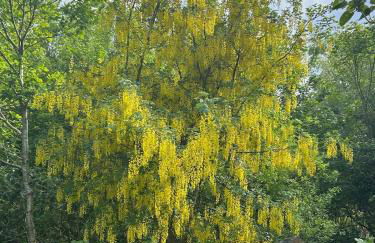 Mawddach View, Snowdonia Hot tub & Pet friendly - Foto 21