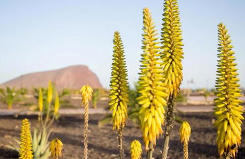 La Tejita Luxury Apartment - Foto 40