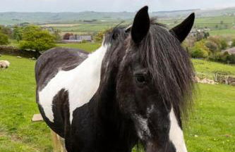 The Croft Holiday Cottage - AA Accredited, Country Cottage - Foto 75