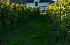 Haus im Weinberg - Foto 5