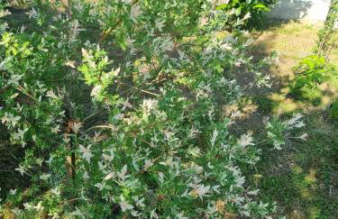 Apartman Goran - 130m Radiochirurgia - Foto 76