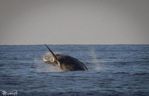 Kona Bali Kai #219 condo - Foto 32