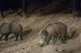 El Fresno Cazorla - Foto 12