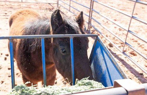 Dusty Rose The Wild West 40 Homestead - Foto 20