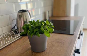 White Truffle Pula - Foto 6