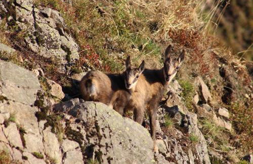 Gîte Confortable en Pleine Nature avec Cheminée et Accès Direct aux Sentiers, Proche Gérardmer et Lac - FR-1-589-124 - Photo 36