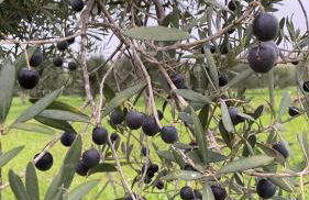 Verde Oliva Residence - Foto 37