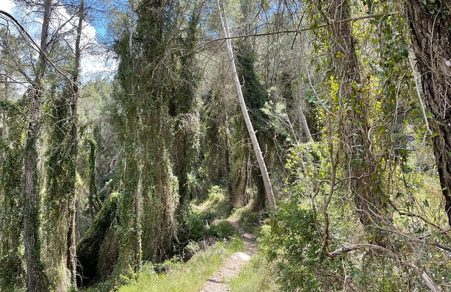 Nada en Fuentes termales y explora el cañón de Montanejos. - Foto 4