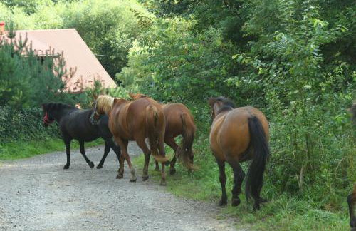 Ropuszy Dwór - Foto 33