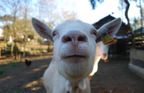 Quinta Padre Lobo - Foto 30